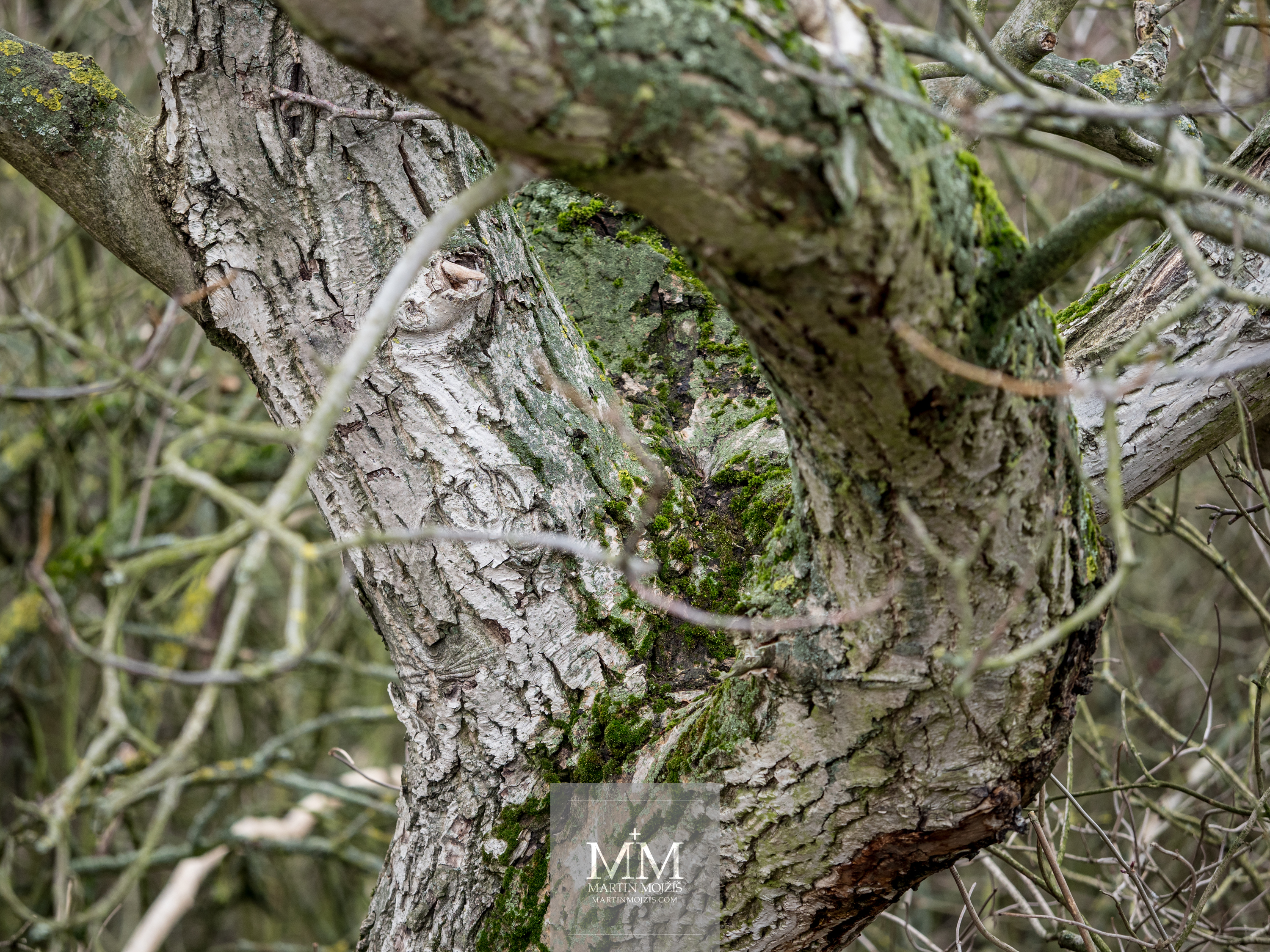 Tree trunk. Photograph created with Olympus M. Zuiko digital ED 40 – 150 mm 1:2.8 PRO.